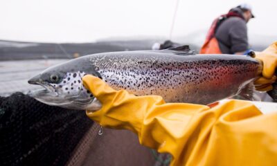 An Atlantic salmon is seen during a Department of Fisheries and Oceans fish health audit at a fish farm near Campbell River, B.C., on Oct. 31, 2018