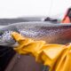 An Atlantic salmon is seen during a Department of Fisheries and Oceans fish health audit at a fish farm near Campbell River, B.C., on Oct. 31, 2018