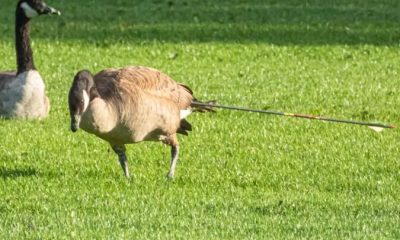 A Canada goose stands with an arrow sticking out of its rump