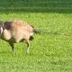 A Canada goose stands with an arrow sticking out of its rump