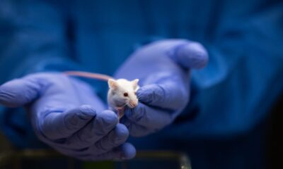 Scientist holding a lab mouse