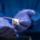 Scientist holding a lab mouse