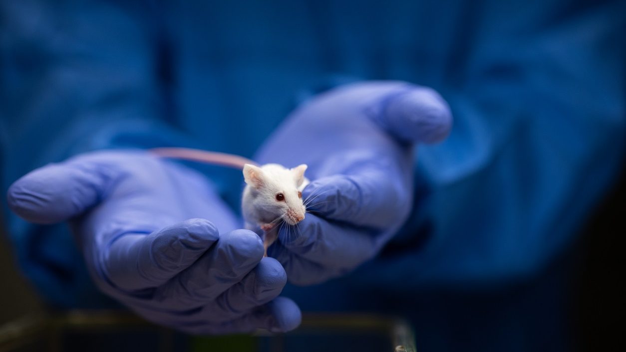 Scientist holding a lab mouse