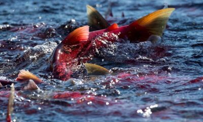 A school of pink salmon swimming near the water's surface