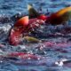 A school of pink salmon swimming near the water's surface