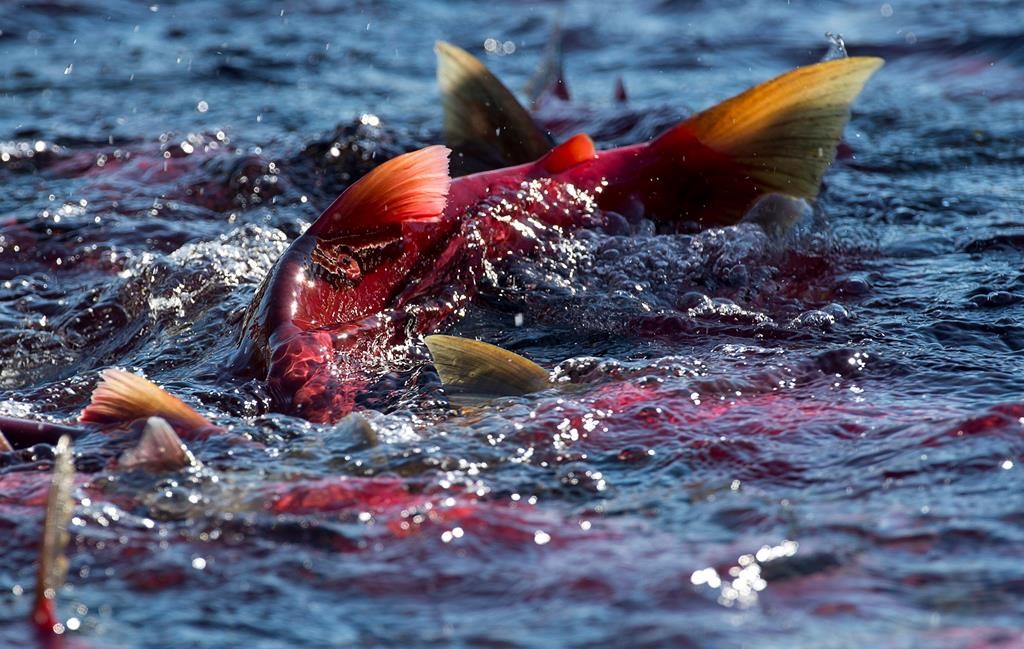 A school of pink salmon swimming near the water's surface