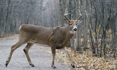 A male dear strides across a path