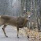 A male dear strides across a path