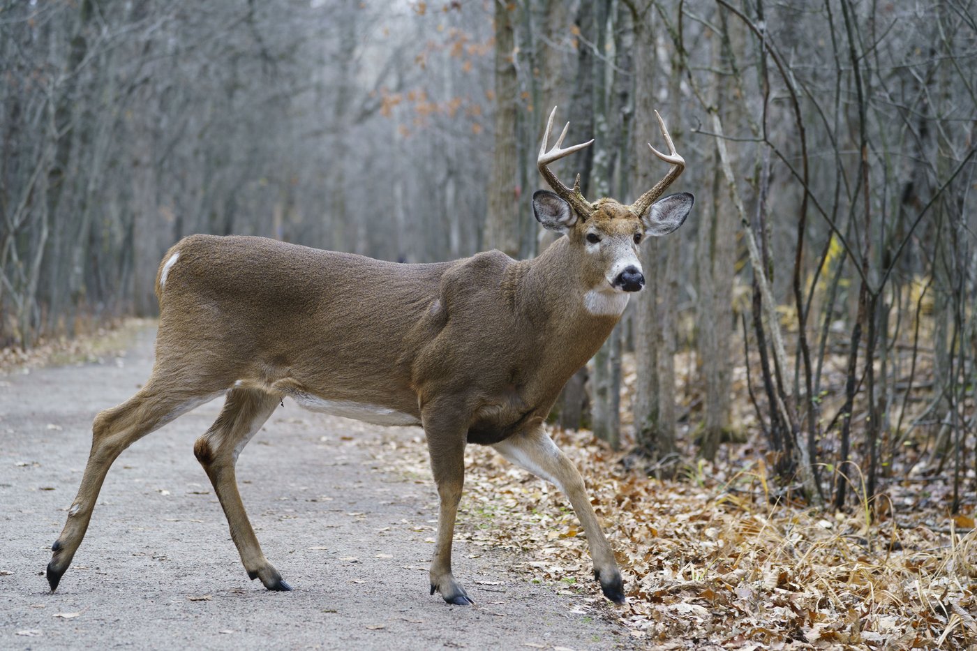 A male dear strides across a path