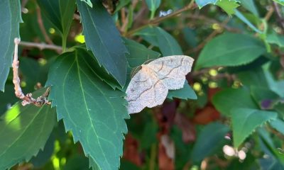 Looper moth.