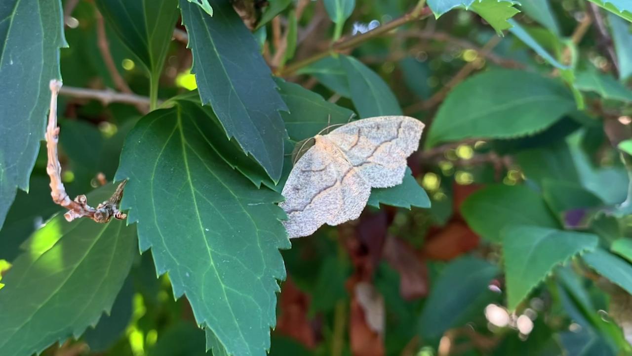 Looper moth.