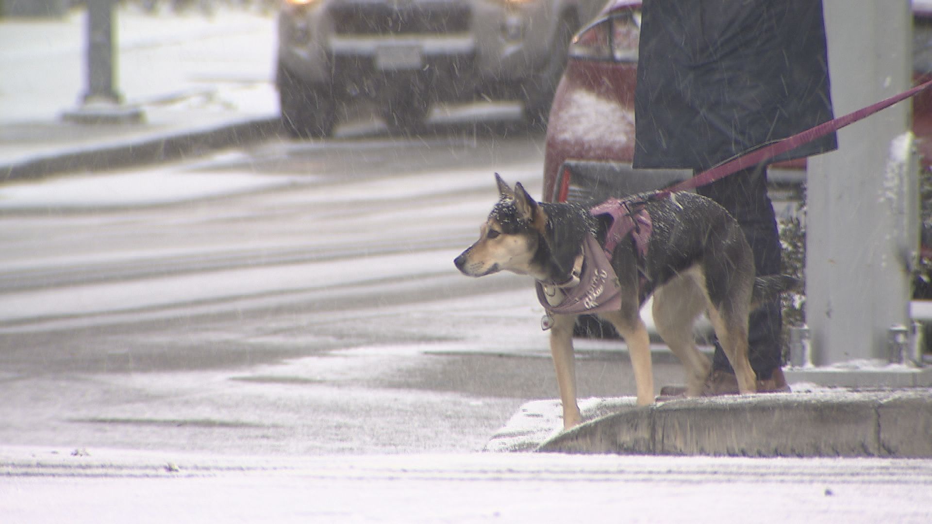 Snow falls in Metro Vancouver