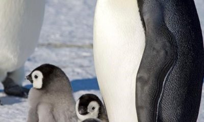 This 2008-2009 photo provided by the British Antarctic Survey in January 2024 shows an adult emperor penguin and chicks on the sea ice at Halley Bay