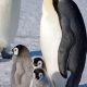 This 2008-2009 photo provided by the British Antarctic Survey in January 2024 shows an adult emperor penguin and chicks on the sea ice at Halley Bay