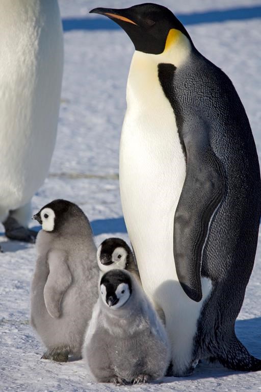 This 2008-2009 photo provided by the British Antarctic Survey in January 2024 shows an adult emperor penguin and chicks on the sea ice at Halley Bay