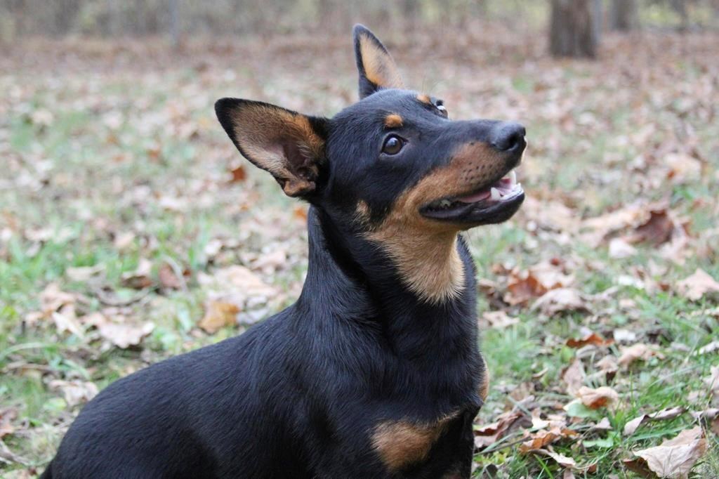 Lex, a Lancashire heeler, sits at attention, Friday, Dec. 29, 2023, in New Jersey. As of Monday, pets are no longer considered property under the Family Law Act. (Michelle Barlak via AP)