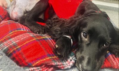 In this image provided by Vicki Black, Ariel after surgery surgery, in Bristol, England, Wednesday, Jan. 17, 2024. A spaniel with six legs that was found abandoned in a supermarket parking lot is now like other dogs after having her extra limbs surgically removed.