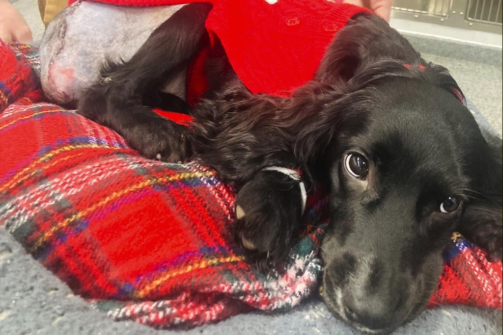 In this image provided by Vicki Black, Ariel after surgery surgery, in Bristol, England, Wednesday, Jan. 17, 2024. A spaniel with six legs that was found abandoned in a supermarket parking lot is now like other dogs after having her extra limbs surgically removed.