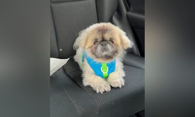 Dog Monkie, a 15-year-old Pekinese, was hit by a car in Vancouver on Jan. 13 and died. Vancouver police say they're now looking for the driver