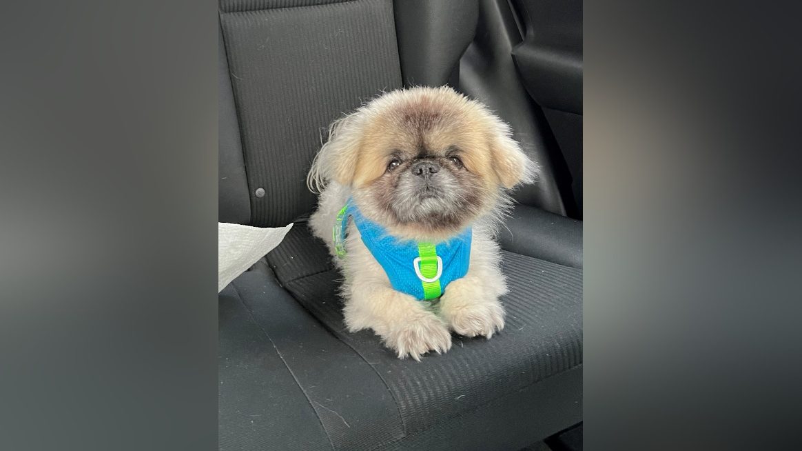 Dog Monkie, a 15-year-old Pekinese, was hit by a car in Vancouver on Jan. 13 and died. Vancouver police say they're now looking for the driver