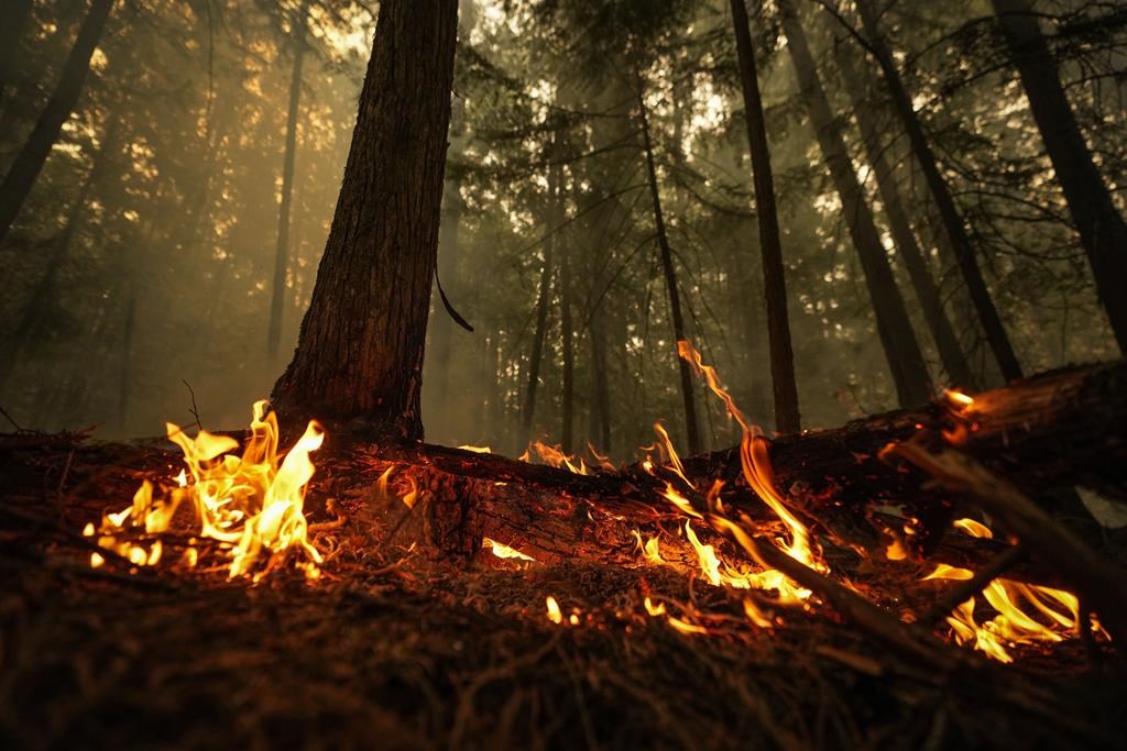 A hot spot from the Lower East Adams Lake wildfire burns in Scotch Creek, B.C., on Aug. 20, 2023