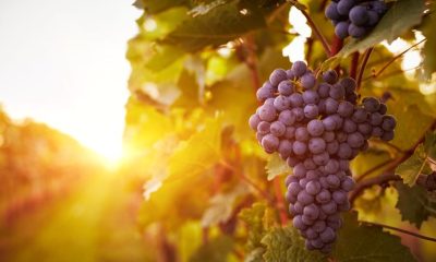 A stock image of grapes growing on the vine.