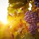 A stock image of grapes growing on the vine.