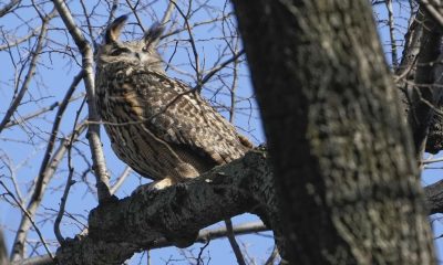 FILE - A Eurasian eagle-owl named Flaco sits in a tree in New York's Central Park, Feb. 6, 2023. Flaco, the Eurasian eagle-owl who escaped from New York City’s Central Park Zoo and became one of the city’s most beloved celebrities as he flew around Manhattan, has died, zoo officials announced Friday, Feb. 23, 2024.