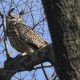 FILE - A Eurasian eagle-owl named Flaco sits in a tree in New York's Central Park, Feb. 6, 2023. Flaco, the Eurasian eagle-owl who escaped from New York City’s Central Park Zoo and became one of the city’s most beloved celebrities as he flew around Manhattan, has died, zoo officials announced Friday, Feb. 23, 2024.