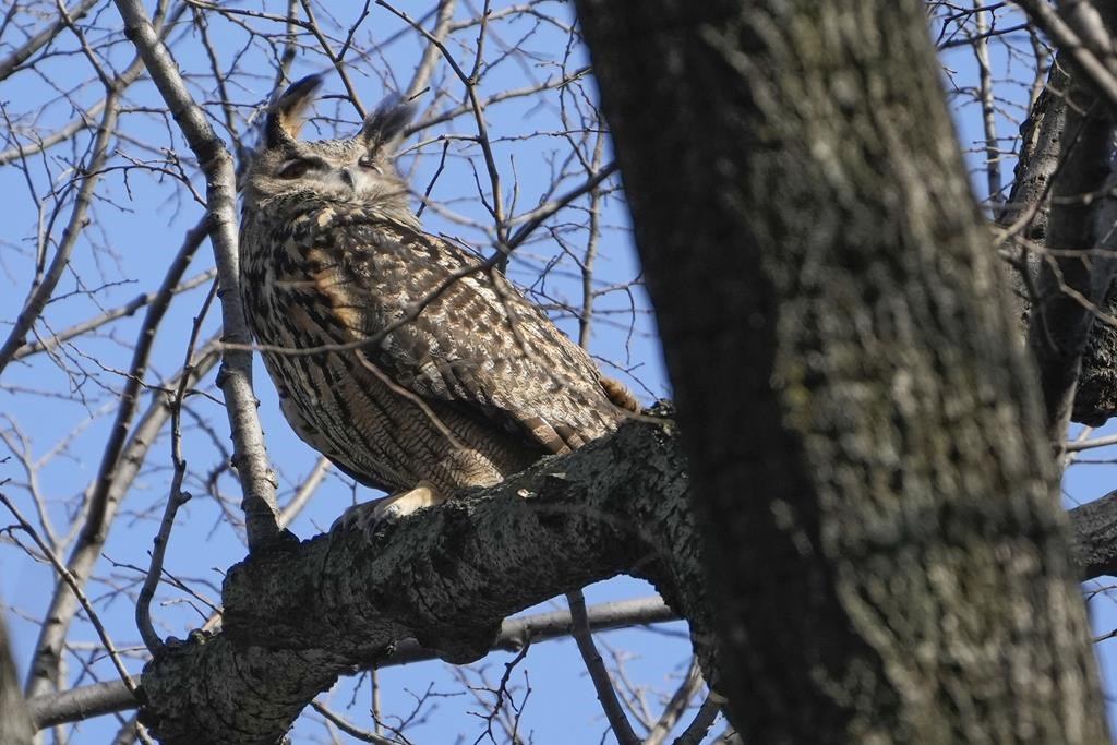 FILE - A Eurasian eagle-owl named Flaco sits in a tree in New York's Central Park, Feb. 6, 2023. Flaco, the Eurasian eagle-owl who escaped from New York City’s Central Park Zoo and became one of the city’s most beloved celebrities as he flew around Manhattan, has died, zoo officials announced Friday, Feb. 23, 2024.