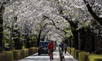 A person films a video with his phone on a selfie stick while riding a bicycle under a canopy of cherry blossoms Monday, March 29, 2021, in Tokyo