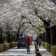 A person films a video with his phone on a selfie stick while riding a bicycle under a canopy of cherry blossoms Monday, March 29, 2021, in Tokyo