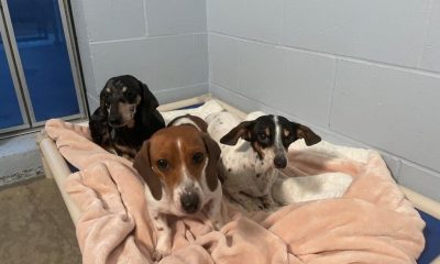 Three Dachshunds rescued in Clearwater, B.C.