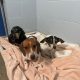 Three Dachshunds rescued in Clearwater, B.C.