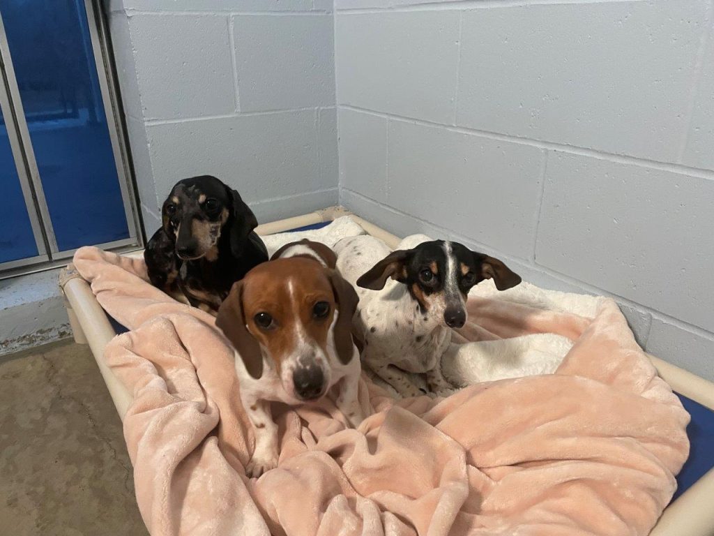 Three Dachshunds rescued in Clearwater, B.C.