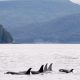 A pod of Southern Resident killer whales swims in waters surrounded by mountains