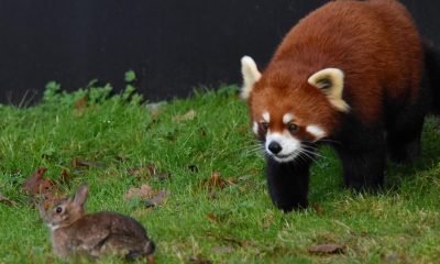 Arun the red panda stalks a rabbit.