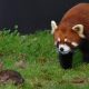 Arun the red panda stalks a rabbit.