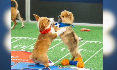 Participants of the annual “Puppy Bowl”