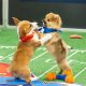 Participants of the annual “Puppy Bowl”