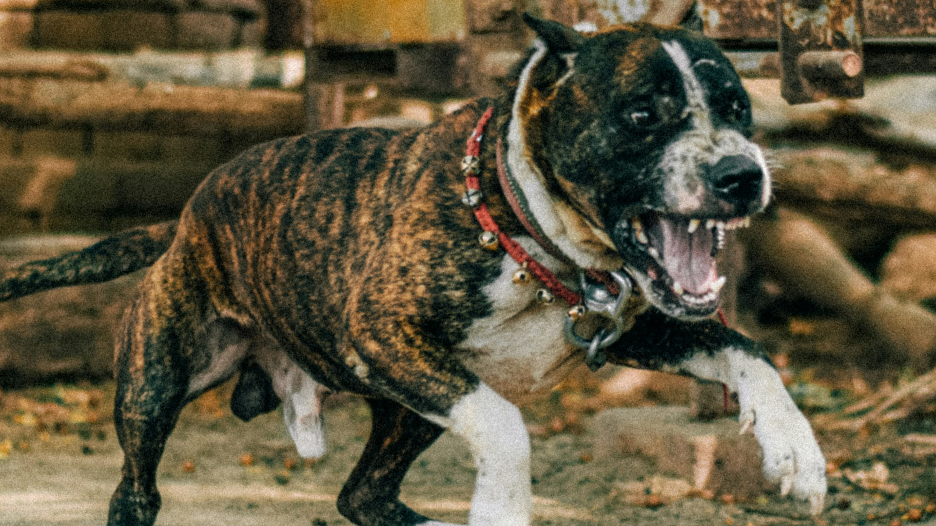 A pit bull dog