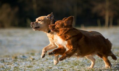 time lapse photo of two puppies running