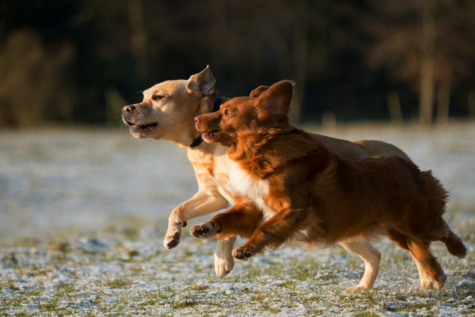 time lapse photo of two puppies running