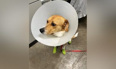 Sunny is recovering in the care of a vet after being dragged by a vehicle in Merritt. The BC SPCA is recommending charging.