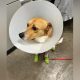 Sunny is recovering in the care of a vet after being dragged by a vehicle in Merritt. The BC SPCA is recommending charging.