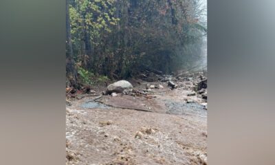 A mudslide across Quarry Road in Coquitlam on Oct. 19, 2024.