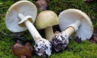 The death cap mushroom, scientific name Amanita phalloides