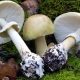 The death cap mushroom, scientific name Amanita phalloides