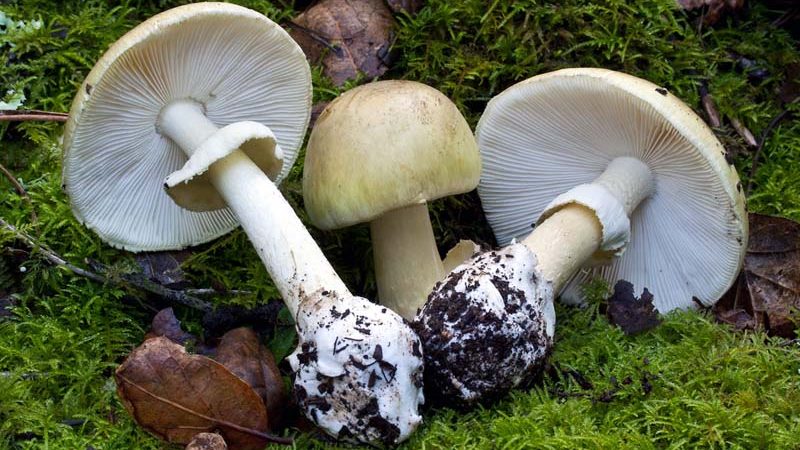 The death cap mushroom, scientific name Amanita phalloides