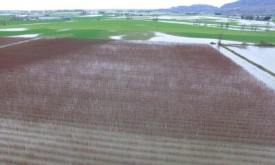 A blueberry field in the Sumas Prairie region